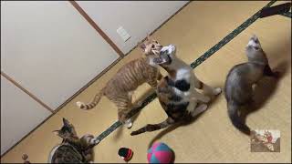 vol909 Slow motion animal movementsFerrets amp Cats ver [upl. by Nomzaj]