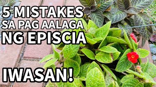 5 MISTAKES SA PAG AALAGA NG EPISCIA  Plant Care for Beginners [upl. by Llerdnad443]