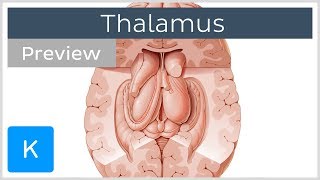 Thalamus Structure and function preview  Human Neuroanatomy  Kenhub [upl. by Eolcin469]