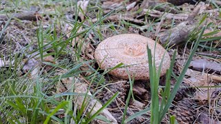 Primer Boletus Edulis Niscalos y Champiñones Septembrie 2024 2 [upl. by Llertniuq326]