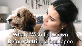 THINGS I WISH I KNEW Before Getting a Cockapoo Puppy [upl. by Maurine]