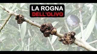 ROGNA DELLOLIVO [upl. by Kerrie]