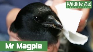 Magpie bites the hand of Simon Cowell [upl. by Kal]