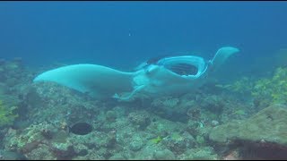 Amazing Maldives diving and snorkelling in the Raa Atoll from Meedhupparu 2018 [upl. by Trever]