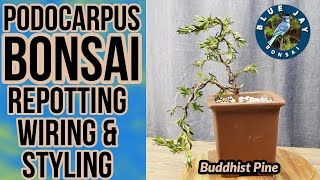 How to Make a Podocarpus Bonsai  Cascade Style Buddhist Pine Bonsai [upl. by Clayberg]