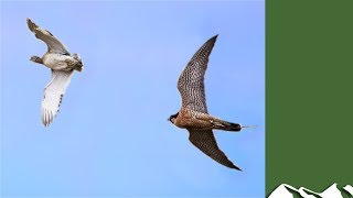 Houbara Bustard Hunting with Falcons [upl. by Legim]