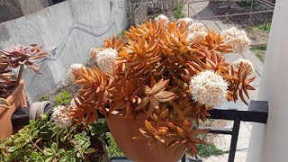 Sedum adolphii firestorm🌵💚 [upl. by Leverick]