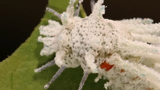 Attacus atlas  Day 12  L3 caterpillars [upl. by Dawes]