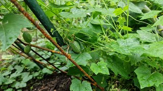 Cucamelon  mexická miniokurka  Zehneria scabra [upl. by Ahsenroc]