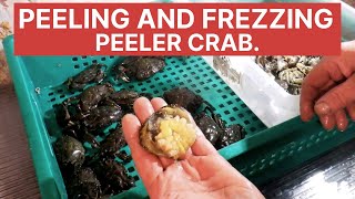 Collecting and freezing Peeler Crabs  sea fishing bait [upl. by Annawyt]