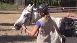 Green Arabian mare lungeing and in hand work [upl. by Tarra913]