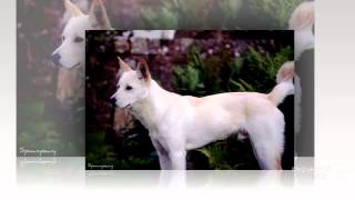 Pungsan Dog Dog breed [upl. by Melnick]