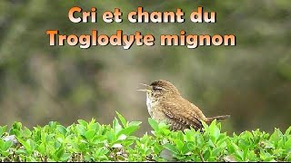 TROGLODYTE MIGNON  Cri et chant [upl. by Ulund529]