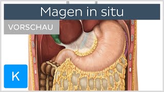 Magen in situ Lage  Umgebung Vorschau  Anatomie des Menschen  Kenhub [upl. by Enrahs]