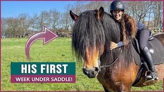 Riding a Swedish Ardennes Draft Horse Stallion in Sweden [upl. by Eal394]