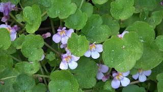 Cymbalaria muralis weed or a treasured garden plant [upl. by Casandra332]