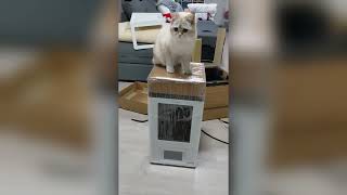 Phrozen Sonic 4K 2022 unboxing  featuring a furry friend [upl. by Ardnas]