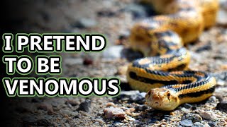 Gopher Snake facts you are what you eat  Animal Fact Files [upl. by Fezoj55]