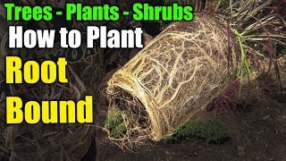 How to Plant Trees and Shrubs [upl. by Schell335]