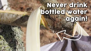 How We Tap Birch Trees For Natures Purest Water [upl. by Aihset]