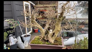 Unbelievable Transformation of a Privet Bonsai Tree  You Wont Believe What Happens [upl. by Ylus91]