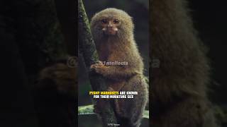 Pygmy Marmoset  Smallest Primate in The World Shorts [upl. by Kit]