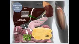 Métabolisme énergétique État de jeûne [upl. by Arrais291]