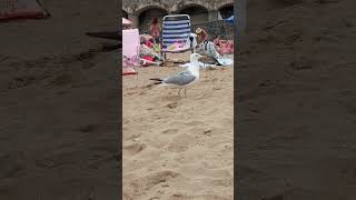 como siempre las gaviotas robando comida en las playas feed parati turismo videosgraciosos [upl. by Jeanne]