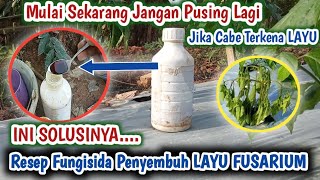 TENANG  LAYU FUSARIUM BISA DISEMBUHKAN DENGAN FUNGISIDA RACIKAN INI [upl. by Suiraj148]