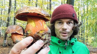 Im Pilze Paradies  Pilze Sammeln Ende Oktober  Steinpilze ASMR [upl. by Nimesh]