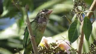 White Cheeked Barbet Call [upl. by Nnylrebma]