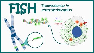 Fluorescence In Situ Hybridization FISH  Application of FISH  Clinical relevance of FISH [upl. by Werby]