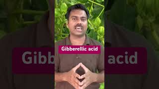 Gibberellic acid  Use in Agricultural Crops Gibberellicacid gibberellin abidaliagrarian farming [upl. by Haslett]