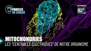 Mitochondries  les centrales électriques de notre organisme [upl. by Kcirddes317]