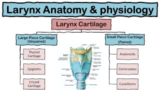 Larynx Voice Box Anatomy and Physiology  Cartilages  Functions  Respiratory system  Hindi [upl. by Claiborne]