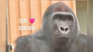 “GorillaquotGentaro weighs 155kg🦍 and is bigger but his face is still cute🩷Kyoto City Zoo🌳 [upl. by Srini545]