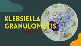 Klebsiella GranulomatisDonovanosisGranuloma inguinale [upl. by Standley]