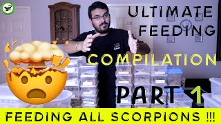 SCORPION FEEDING ULTIMATE COMPILATION  Part 1 [upl. by Yursa]