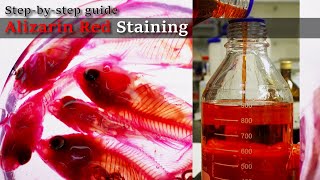 01R Bleaching to Staining Alizarin Red Staining Stepbystep guide 2023 1130 01 RedA [upl. by Nylesor]