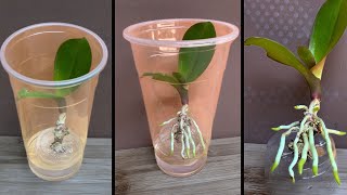 This tip helps orchids quickly take root and produce young leaves [upl. by Omidyar]