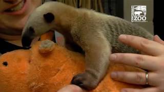 Tamandua Pup is Getting Bigger  Cincinnati Zoo [upl. by Guyon]