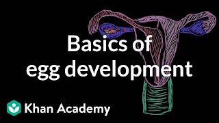 Basics of egg development  Reproductive system physiology  NCLEXRN  Khan Academy [upl. by Lairea]