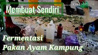 Cara Mudah Membuat sendiri Pakan Ayam Murah Berkualitas  Fermentasi Pakan Ayam Kampung [upl. by Nitsud]