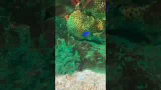 ルリスズメダイ 寺泊水族博物館 blue damselfish [upl. by Fromma217]