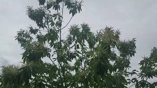 Chestnut Tree Update 2024 Pollination Tips [upl. by Carmelita]