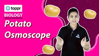 Potato Osmoscope  Diffusion Osmosis Imbibition and Plasmolysis  Class 6 Science [upl. by Kamat]