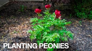 PETITTI How To Plant Peonies [upl. by Roel]