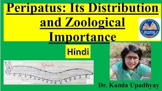 Peripatus Its Distribution Affinities and Zoological Importance Peripatus Peripatus affinities [upl. by Sikleb]