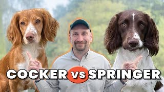 Cocker eller Springerspaniel Hur skiljer sig våra Jaktspaniels åt [upl. by Inattyrb]