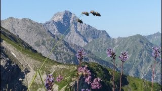 Kleinwalsertal Wanderung Fiderepasshuette [upl. by Service]